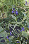 Great blue lobelia